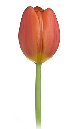 Wholesale Tulips - Flowers For FundraisingWholesale TulipsWholesale TulipsWholesale TulipsWholesale Tulips