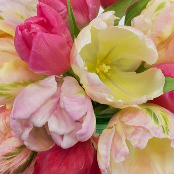 Wholesale Tulips - Flowers For FundraisingWholesale TulipsWholesale TulipsWholesale TulipsWholesale Tulips