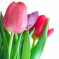 Wholesale Tulips - Flowers For FundraisingWholesale TulipsWholesale TulipsWholesale TulipsWholesale Tulips