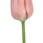 Wholesale Tulips - Flowers For FundraisingWholesale TulipsWholesale TulipsWholesale TulipsWholesale Tulips