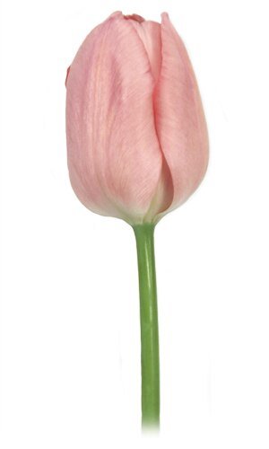 Wholesale Tulips - Flowers For FundraisingWholesale TulipsWholesale TulipsWholesale TulipsWholesale Tulips