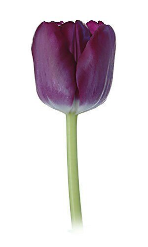 Wholesale Tulips - Flowers For FundraisingWholesale TulipsWholesale TulipsWholesale TulipsWholesale Tulips