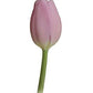 Wholesale Tulips - Flowers For FundraisingWholesale TulipsWholesale TulipsWholesale TulipsWholesale Tulips