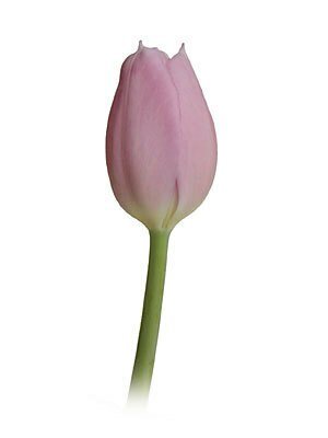 Wholesale Tulips - Flowers For FundraisingWholesale TulipsWholesale TulipsWholesale TulipsWholesale Tulips