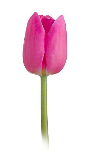 Wholesale Tulips - Flowers For FundraisingWholesale TulipsWholesale TulipsWholesale TulipsWholesale Tulips