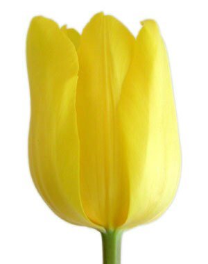 Wholesale Tulips - Flowers For FundraisingWholesale TulipsWholesale TulipsWholesale TulipsWholesale Tulips