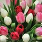 Wholesale Tulips - Flowers For FundraisingWholesale TulipsWholesale TulipsWholesale TulipsWholesale Tulips