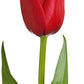 Wholesale Tulips - Flowers For FundraisingWholesale TulipsWholesale TulipsWholesale TulipsWholesale Tulips