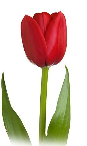 Wholesale Tulips - Flowers For FundraisingWholesale TulipsWholesale TulipsWholesale TulipsWholesale Tulips