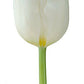 Wholesale Tulips - Flowers For FundraisingWholesale TulipsWholesale TulipsWholesale TulipsWholesale Tulips