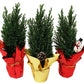 X - Mas Tree 4" - Flowers For FundraisingX - Mas Tree 4"X - Mas Tree 4"X - Mas Tree 4"X - Mas Tree 4"