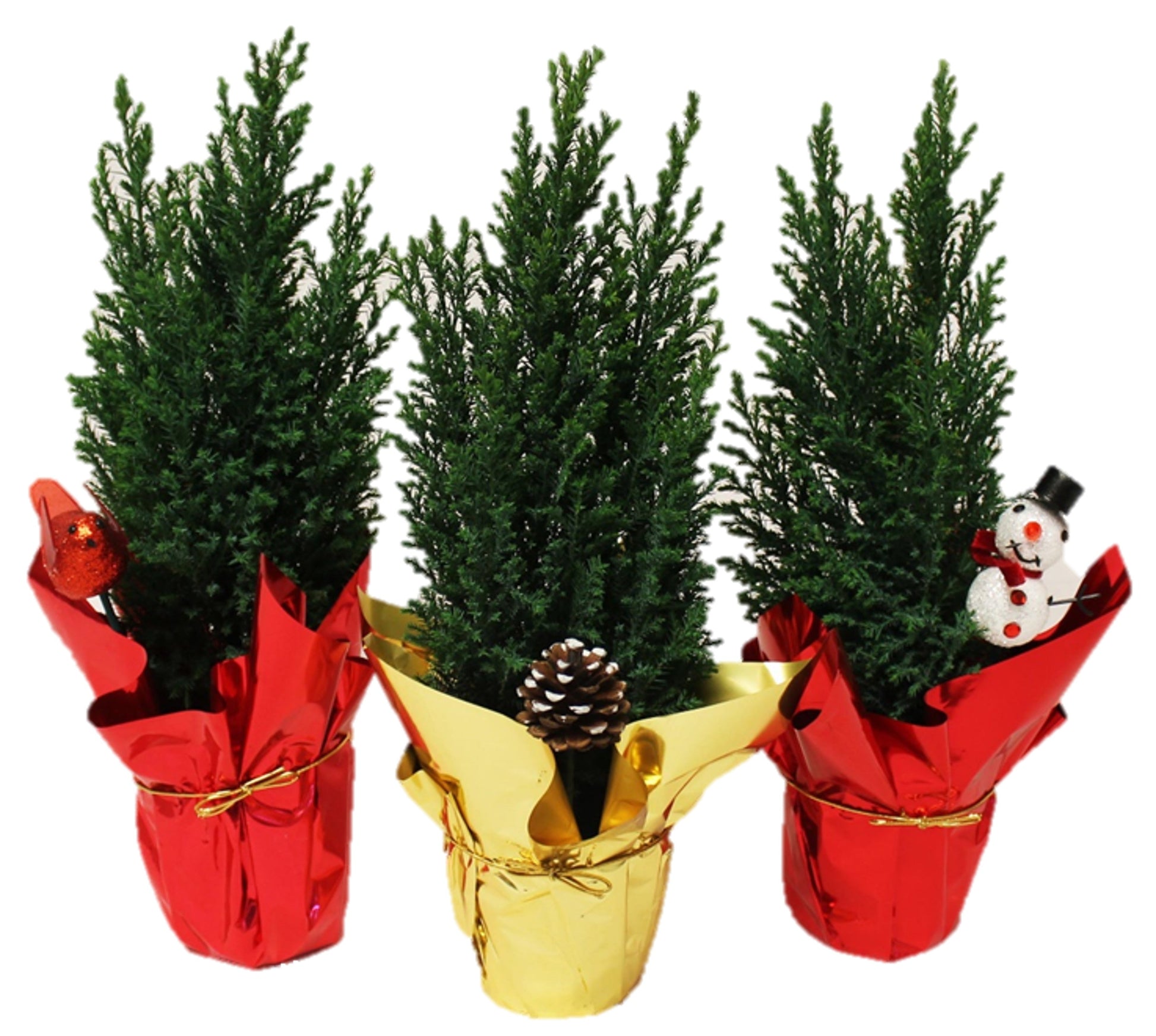 X - Mas Tree 4" - Flowers For FundraisingX - Mas Tree 4"X - Mas Tree 4"X - Mas Tree 4"X - Mas Tree 4"