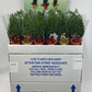 X - Mas Tree 4" - Flowers For FundraisingX - Mas Tree 4"X - Mas Tree 4"X - Mas Tree 4"X - Mas Tree 4"