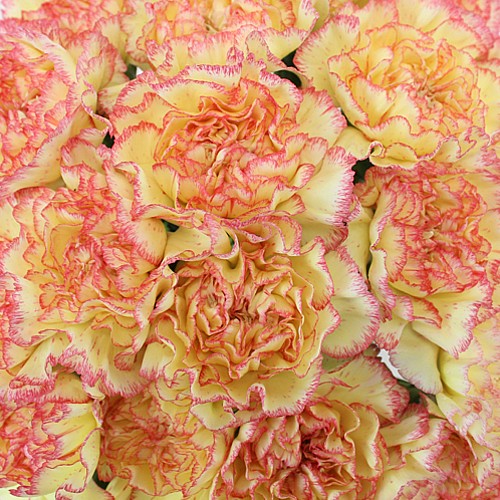 Mother's Day Bulk Fancy Carnations