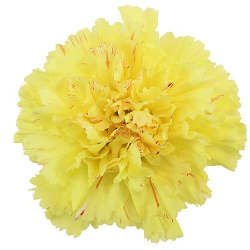 Zeta Beta Tau - Gold Carnations - Flowers For FundraisingZeta Beta Tau - Gold CarnationsZeta Beta Tau - Gold CarnationsZeta Beta Tau - Gold CarnationsZeta Beta Tau - Gold Carnations