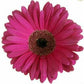 Wholesale Pink Gerbera Daisies for Breast Cancer