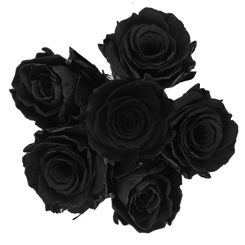 Black Painted Roses - Bulk