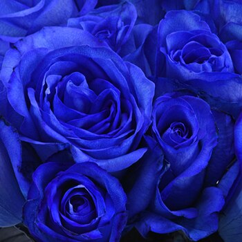 Tinted Blue Roses - Bulk