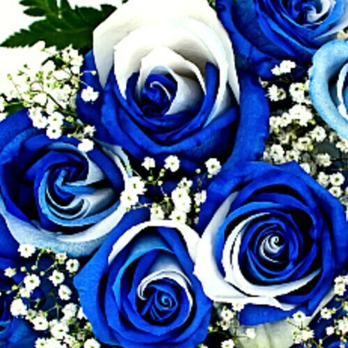 Tinted Blue and White Roses