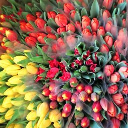 Wholesale Tulips