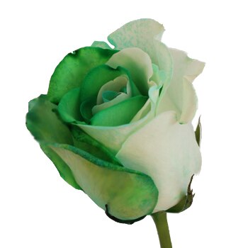 Tinted Green and White Roses - Bulk