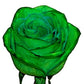 Tinted Green Roses - Bulk