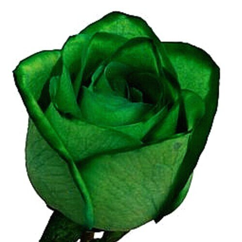 Tinted Green Roses - Bulk
