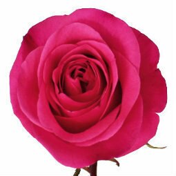 Pink Rose Bouquets for Breast Cancer 1 Stem