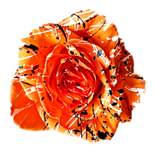 Jack O Lantern Halloween Painted Roses - Bulk
