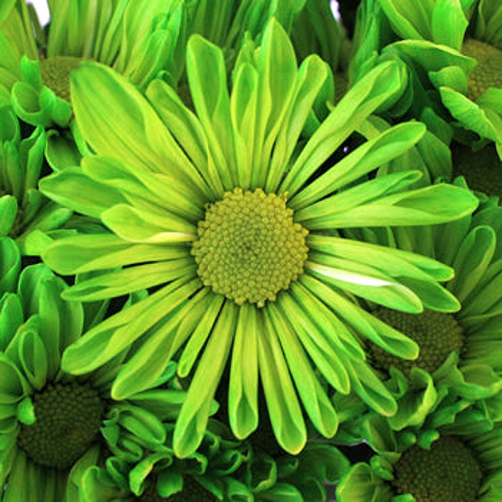 St. Patrick's Day Green Tinted Daisies – Flowers For Fundraising