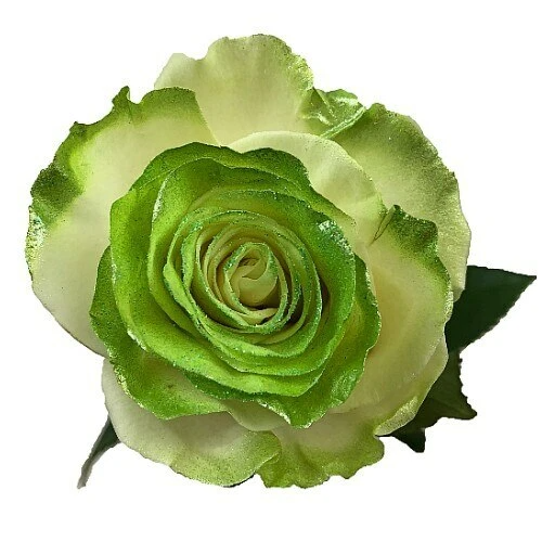 White Roses with Lime Green Glitter - Bulk