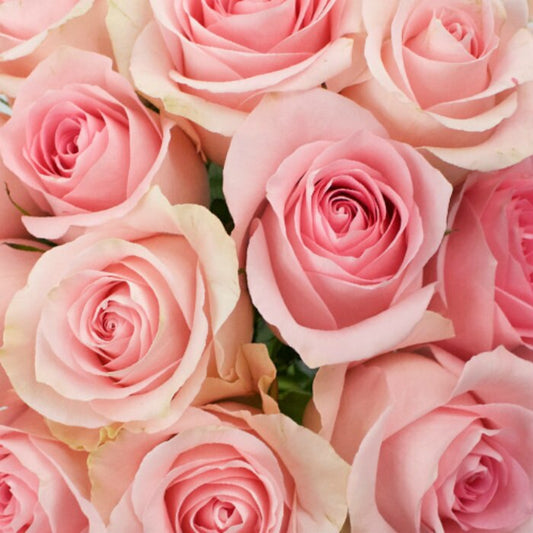 Wholesale Long Stem Pink Roses for Breast Cancer