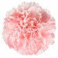 Standard Pink Carnations for Breast Cancer