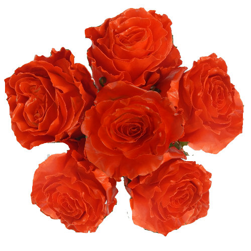 Custom Painted Orange Rose Bouquets