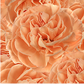Mother's Day Bulk Carnations