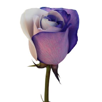 Tinted Purple and White Roses - Bulk