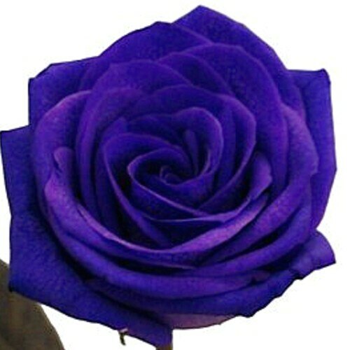 Tinted Purple Roses