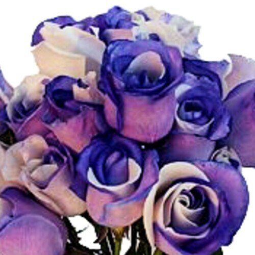 Tinted Purple and White Roses