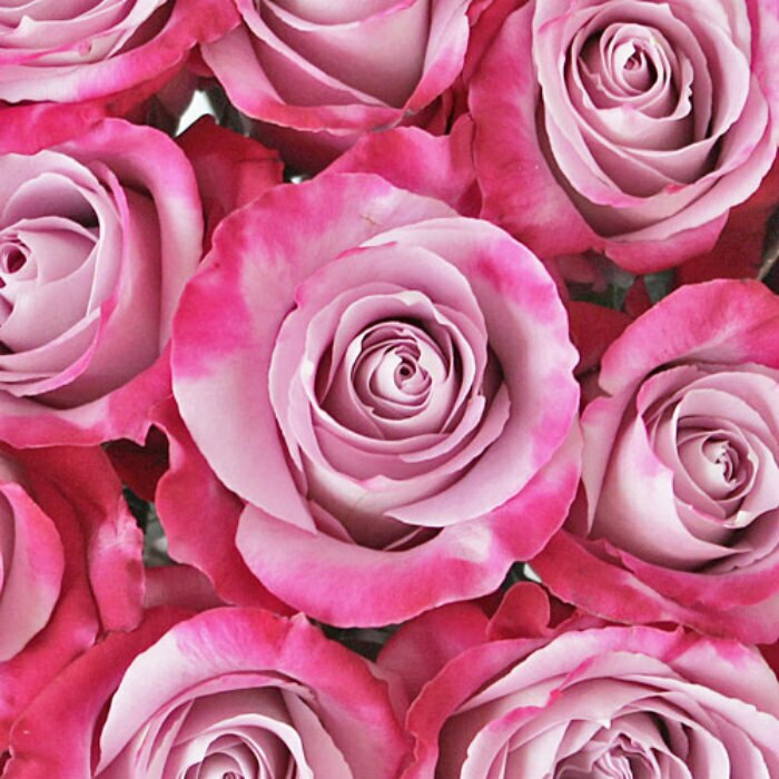 Mother's Day Roses -Bulk - 40cm
