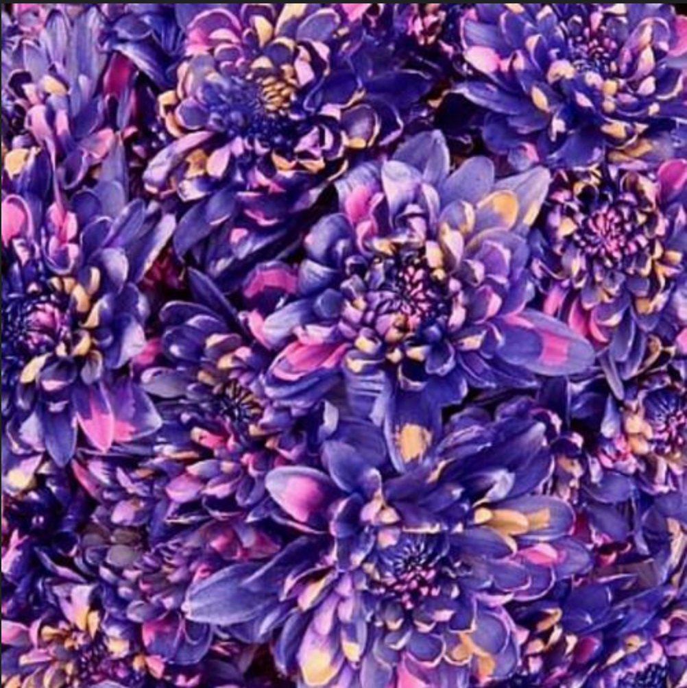 Purple Marshmallow Halloween Mums - 70 Stems