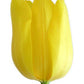 Wholesale Tulips