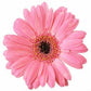 Wholesale Pink Gerbera Daisies for Breast Cancer