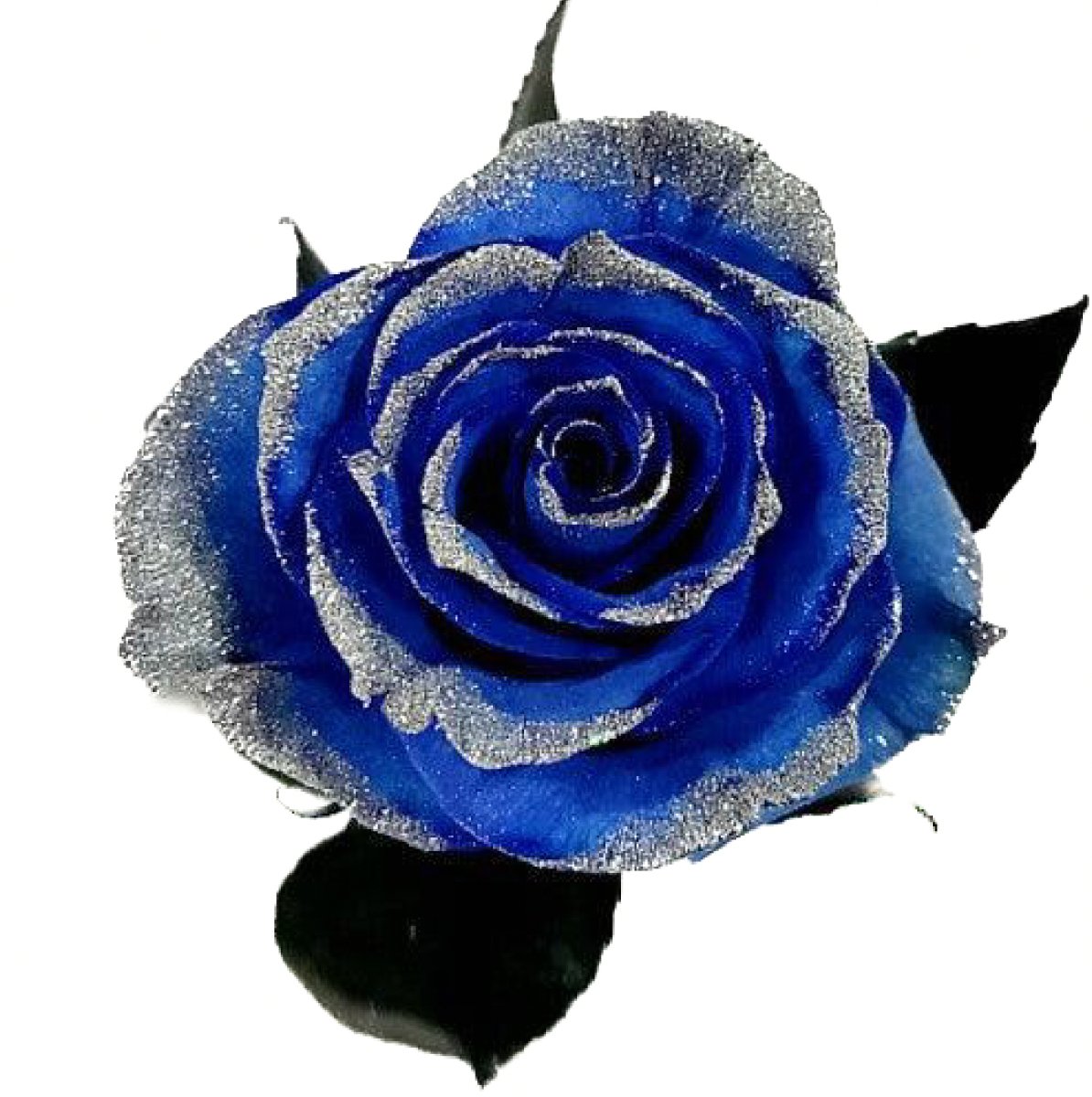 Blue Tinted Roses with Silver Glitter - Bulk