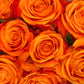 Mother's Day Roses -Bulk - 40cm