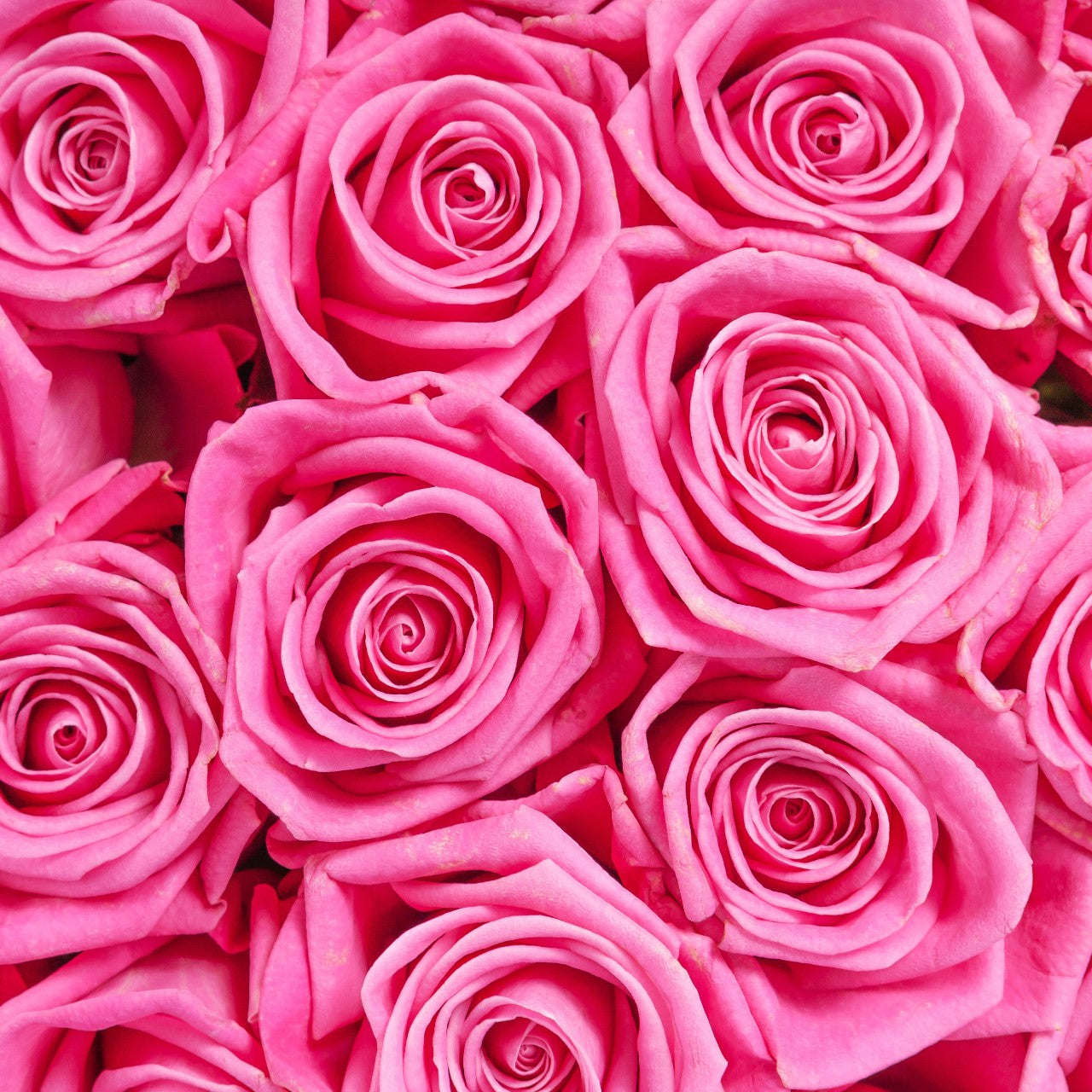 Dark Pink Roses with Pink Glitter - Bulk
