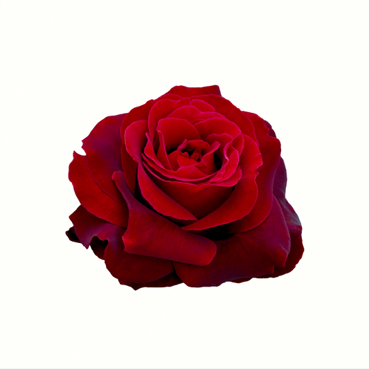 Kappa Alpha - Dark Red Roses, 40cm
