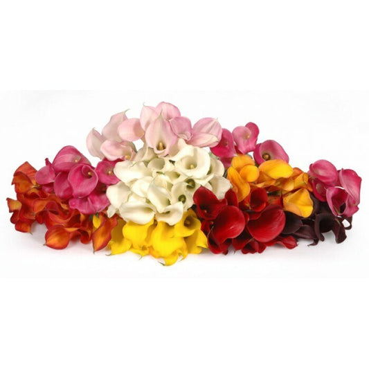 Mini Calla Lilies