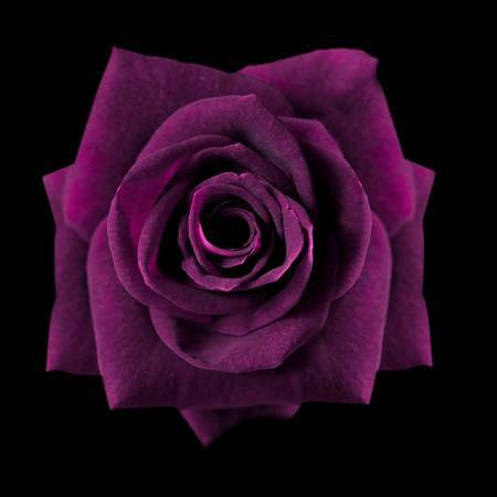 Dark Purple Painted Roses - Bulk