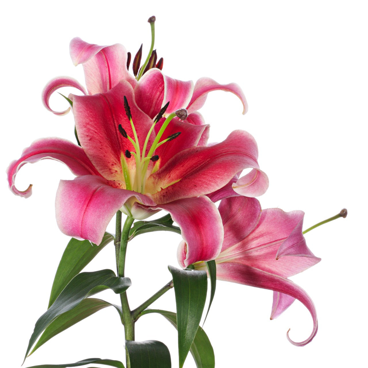 Asiatic Lilies - Bulk – Flowers For Fundraising