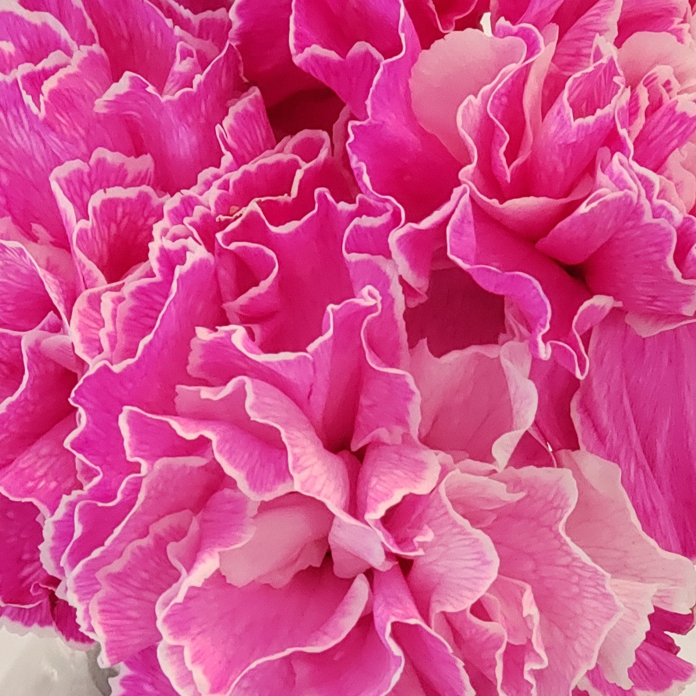 Carnation Flower Picks - 4 Diameter (100PCS) – Buy Wholesale Faux